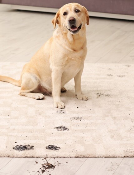 Area Rug Care & Maintenance | Carpet Mart, INC