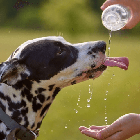 dog drink water | Carpet Mart