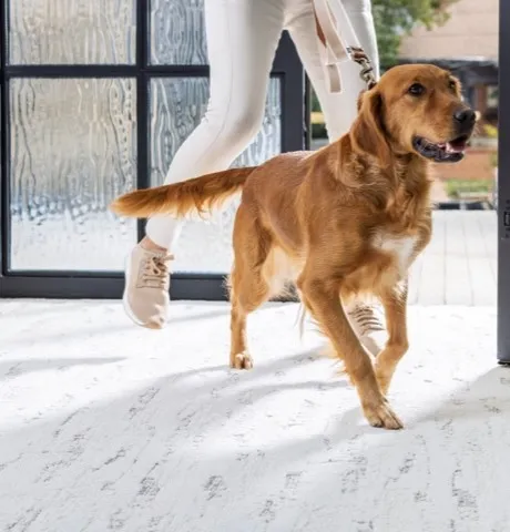 Pet Friendly Carpet | Carpet Mart