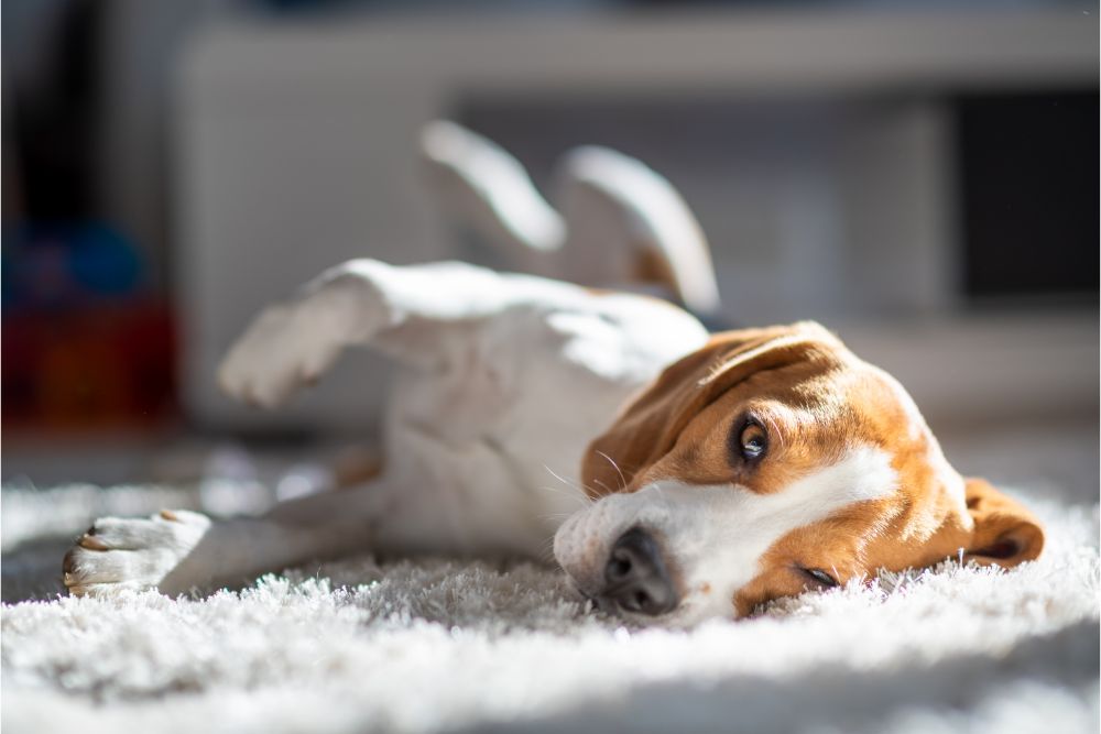 Pet perfect flooring | Carpet Mart